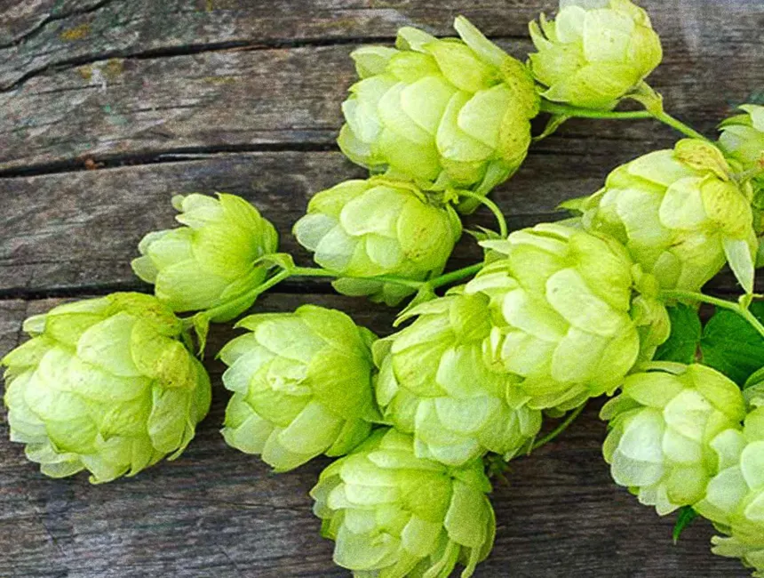 Simcoe