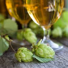 British hop acreage collapses to under 1,000 acres as cask ale decline bites